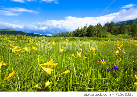 Nikko Kisuge in full bloom that colors the Oe Marsh 71508323
