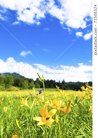 大江濕地充滿活力的日光Kisuge 71508324