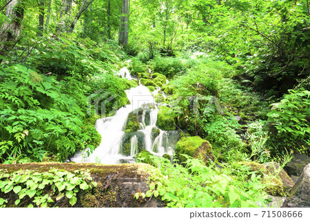 Shimizu of Nashizaka full of greenery Shimizu of Nashizaka full of greenery 71508666