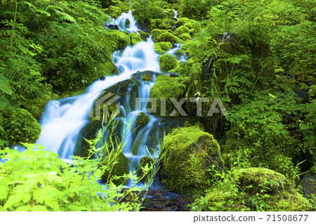 Shimizu of Nashizaka full of greenery Shimizu of Nashizaka full of greenery 71508677