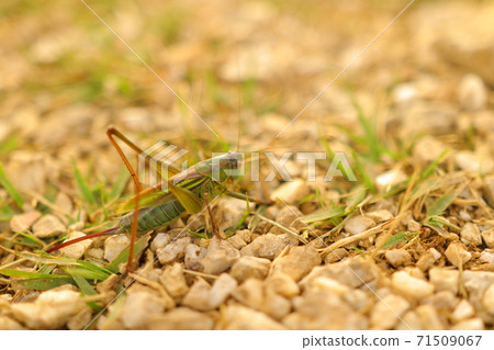 Great migratory locust 71509067