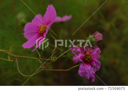 Life and death cosmos Life and death cosmos 71509073