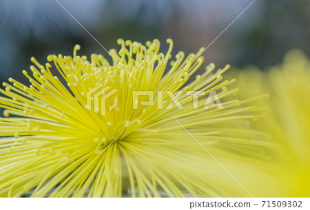 Chrysanthemum season in full bloom Japanese beauty 71509302
