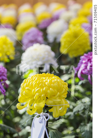 菊季盛開的菊花日本美女 菊季盛開的菊花日本美女 71509405
