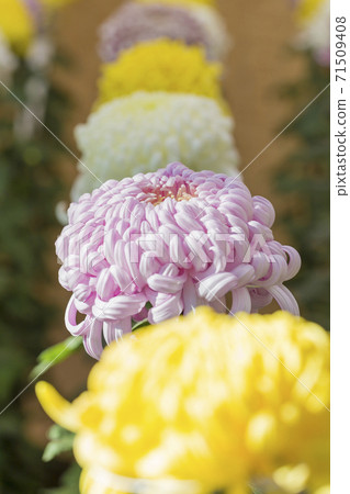 Chrysanthemum season in full bloom Japanese beauty Chrysanthemum season in full bloom Japanese beauty 71509408