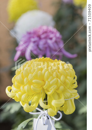 Chrysanthemum season in full bloom Japanese beauty Chrysanthemum season in full bloom Japanese beauty 71509409