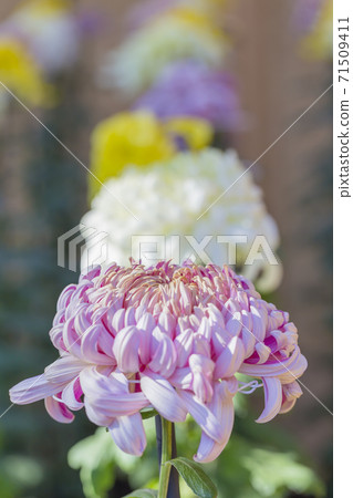 Chrysanthemum season in full bloom Japanese beauty 71509411