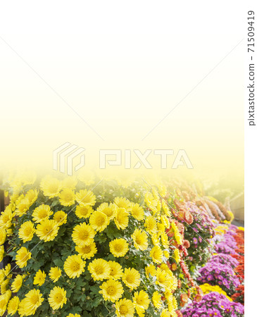 Chrysanthemum season in full bloom Japanese beauty Chrysanthemum season in full bloom Japanese beauty 71509419