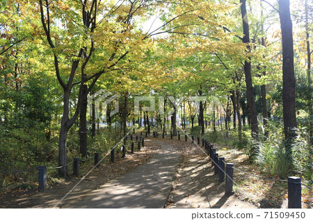杉並區濱田山二丁目杉並區柏之宮公園內的散步道和樹木 杉並區濱田山二丁目杉並區柏之宮公園內的散步道和樹木 71509450