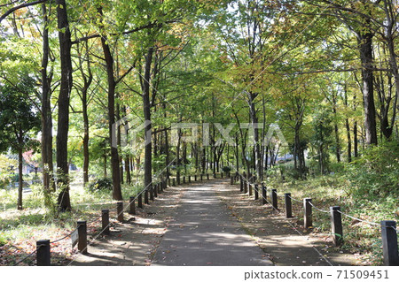 杉並區濱田山二丁目杉並區柏之宮公園內的長廊和堆積物排成一排。 71509451