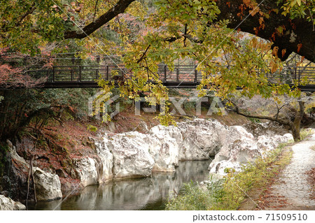 大分縣Yabakei的Sarutobi Senbokyo的秋天風景 大分縣Yabakei的Sarutobi Senbokyo的秋天風景 71509510