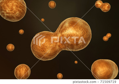 Cell Division. Cell Division. 71509719