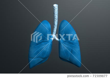 Human lungs in color background 71509877