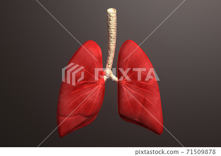 Human lungs in color background 71509878