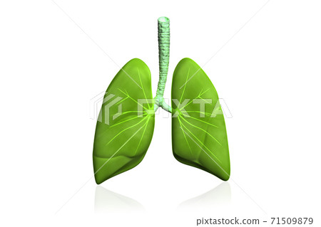Human lungs 71509879