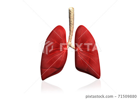 Human lungs 71509880
