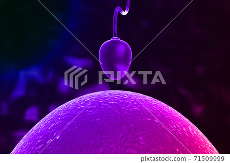 Sperm and egg 71509999
