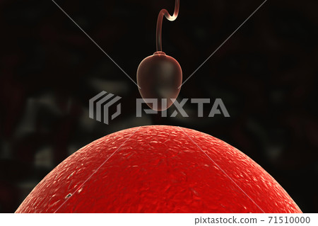 Sperm and egg. Sperm and egg. 71510000