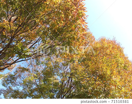 Autumn zelkova autumn leaves 71510381