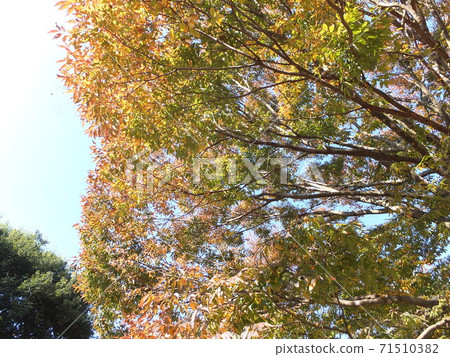 Autumn zelkova autumn leaves 71510382