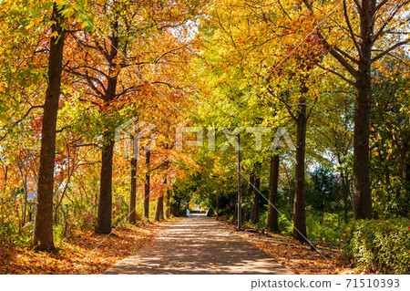 Suburban residential area, tree-lined road with autumn leaves Suburban residential area, tree-lined road with autumn leaves 71510393