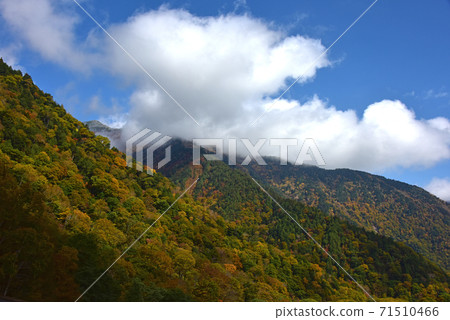 立山黑部阿爾卑斯山脈路線的秋葉 71510466