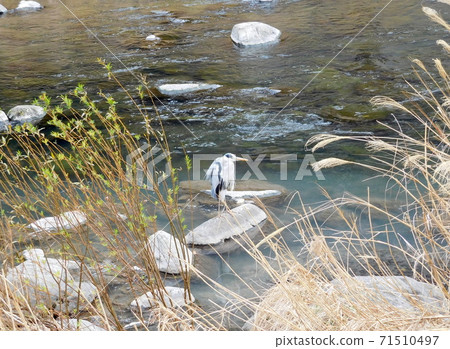 Gray heron standing on the riverside of Hakone Gray heron standing on the riverside of Hakone 71510497