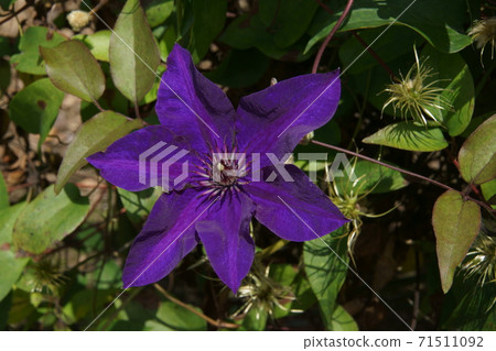 Tessen Tessen 71511092