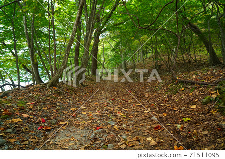 Roadway covered with dead leaves (Southern shore of Lake Chuzenji) 71511095