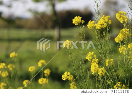 Rape blossoms grow in the meadow Rape blossoms grow in the meadow 71511178