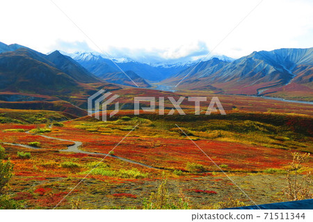 德納利國家公園的塔加森林染成紅色 71511344