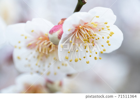 梅花 71511364