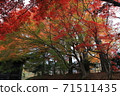 Autumn leaves ~ Hirosaki Park ~ 71511435