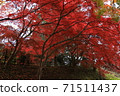 Autumn leaves ~ Hirosaki Park ~ 71511437