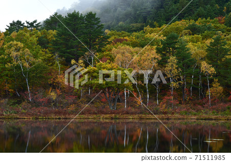 Autumn leaves in Shiga Kogen, Nagano Prefecture Autumn leaves in Shiga Kogen, Nagano Prefecture 71511985