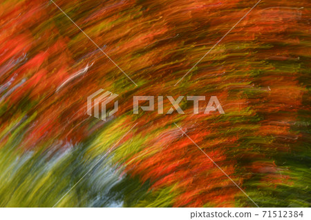 Image of autumn leaves and bamboo grove Image of autumn leaves and bamboo grove 71512384