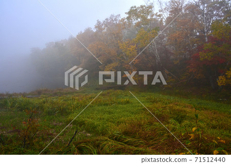 Autumn leaves in Shiga Kogen, Nagano Prefecture Autumn leaves in Shiga Kogen, Nagano Prefecture 71512440