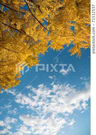 Autumn leaves ginkgo tree and clear sky (vertical) 71512537