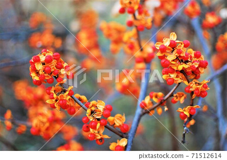 蔬菜模擬 71512614