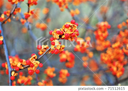 蔬菜模擬 蔬菜模擬 71512615