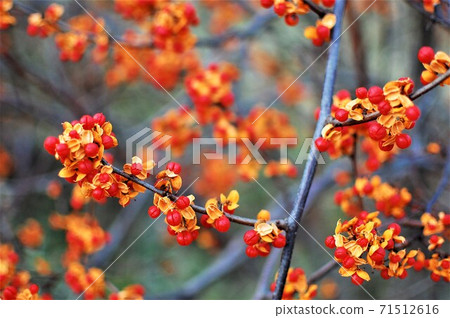蔬菜模擬 蔬菜模擬 71512616