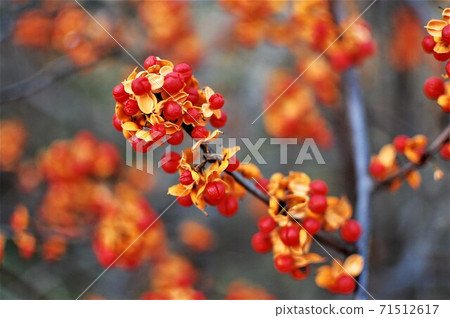 蔬菜模擬 蔬菜模擬 71512617