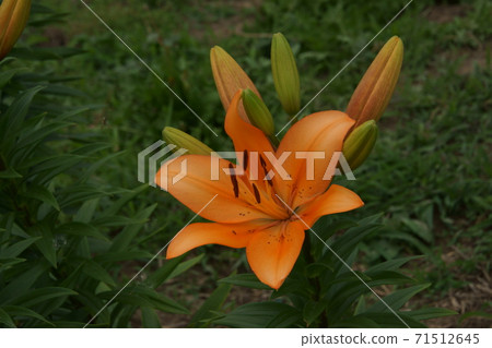 Hemerokarisu Hemerokarisu 71512645