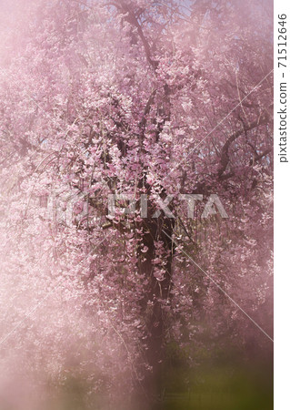 Fantastic cherry blossoms (Yae-Beni-Shidare) Fantastic cherry blossoms (Yae-Beni-Shidare) 71512646