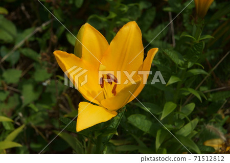 Hemerokarisu Hemerokarisu 71512812