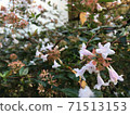 White flowers blooming in autumn with a sword 71513153