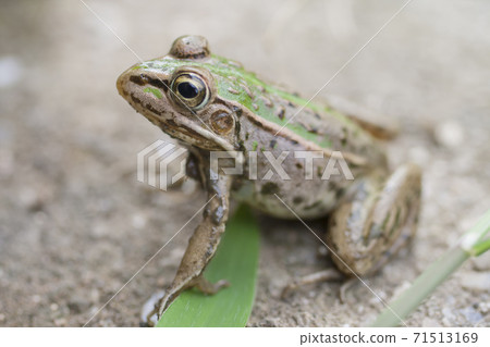 Waterside tree frog Waterside tree frog 71513169