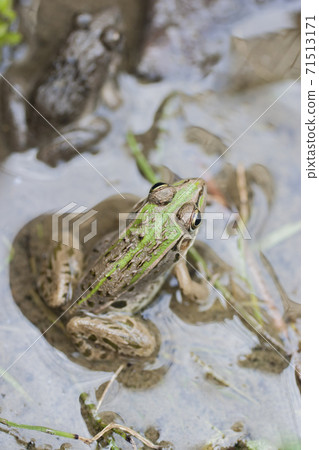 水邊樹蛙 71513171
