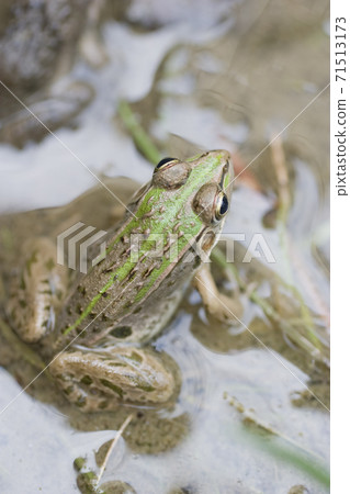 水邊樹蛙 71513173