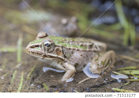 水邊樹蛙 71513177